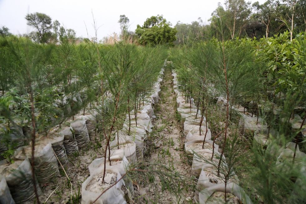 2-year-old Tamil Nadu girl declared 'carbon neutral'