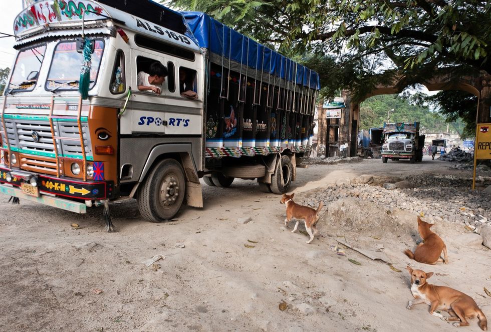 School bus driver booked for running over a stray dog