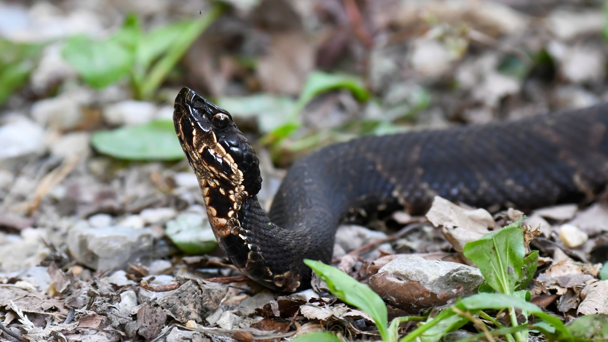 Nearly an hour into practice, Arkansas football player discovers a venomous snake inside his helmet