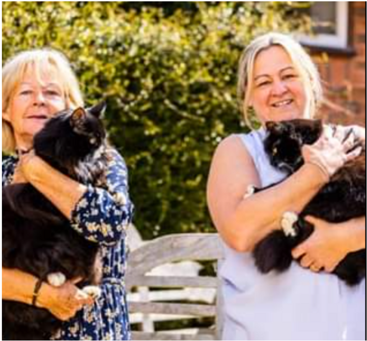 Jasper and Willow: Sibling rescue felines declared UK’s joint National Cat of the Year for bringing ‘comfort’ to hospice