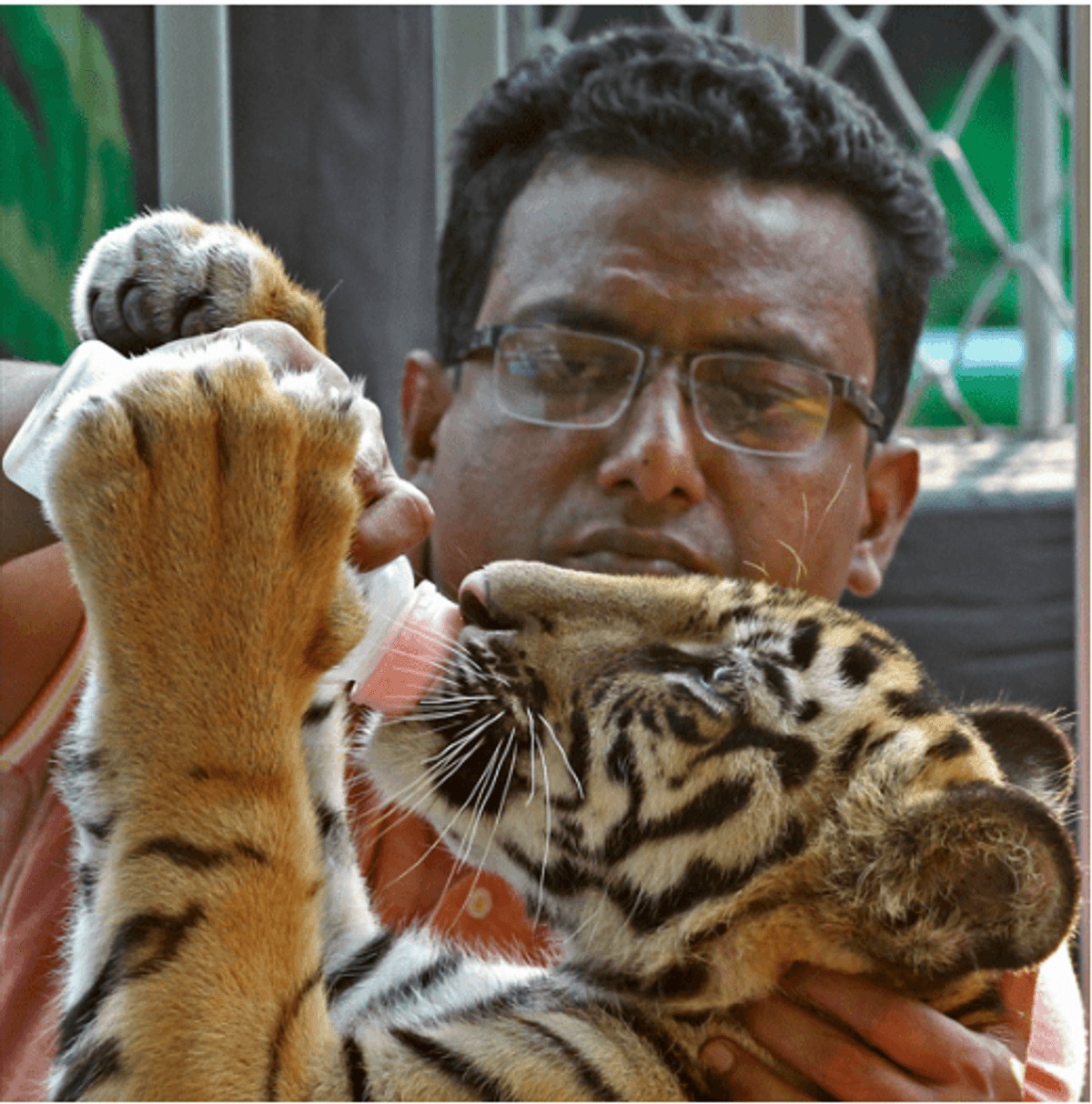 Bangladesh plays major role in illicit tiger trade