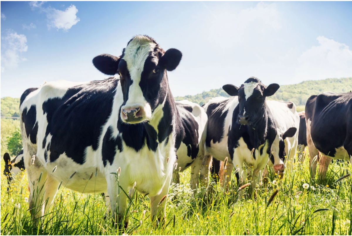 Karnataka warns against cattle slaughter on Bakrid, warns of stern action against offenders