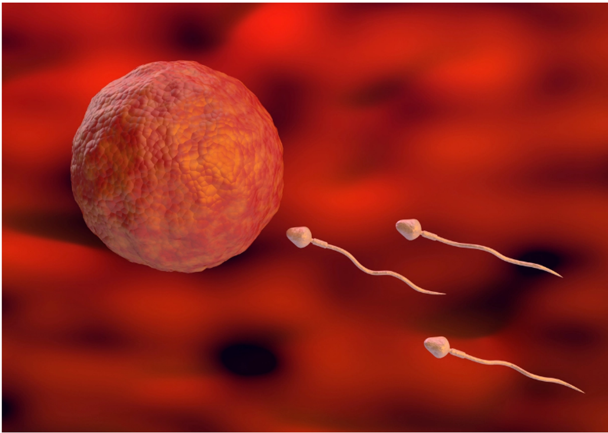 Significant decline in sperm counts globally, including India: Study