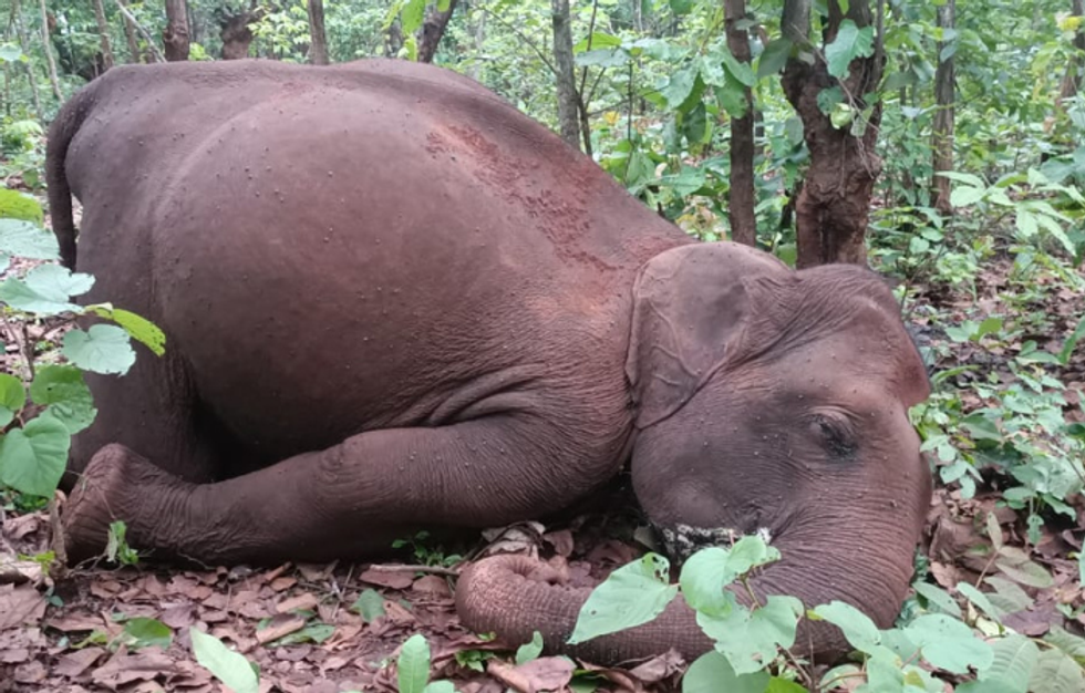 Conservationist Sangita Iyer to address UK parliament on Asian elephant crisis on June 19