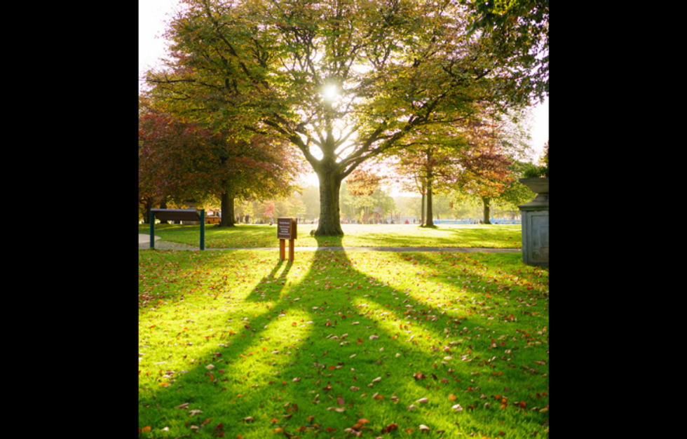 Tree planted in memory of Indian war hero in UK