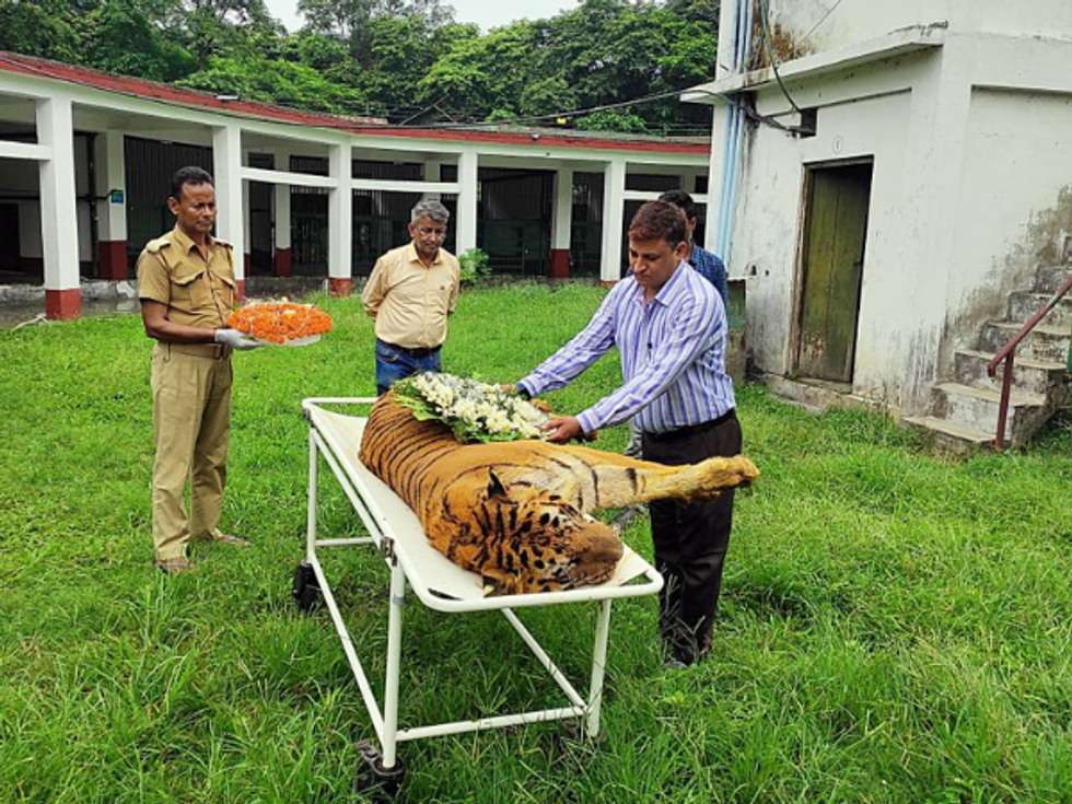 'Raja', India's longest-surviving Royal Bengal Tiger, passes away at almost 26