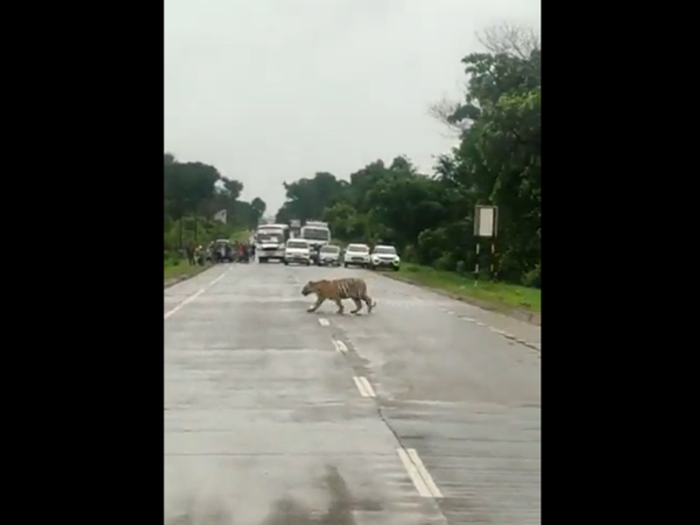 WATCH: Indian traffic police stop vehicles to let a tiger cross road