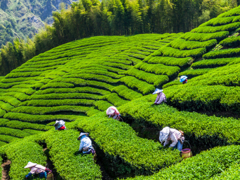 Taiwan looks at 'tea culture' to boost cultural tête-à-tête with India