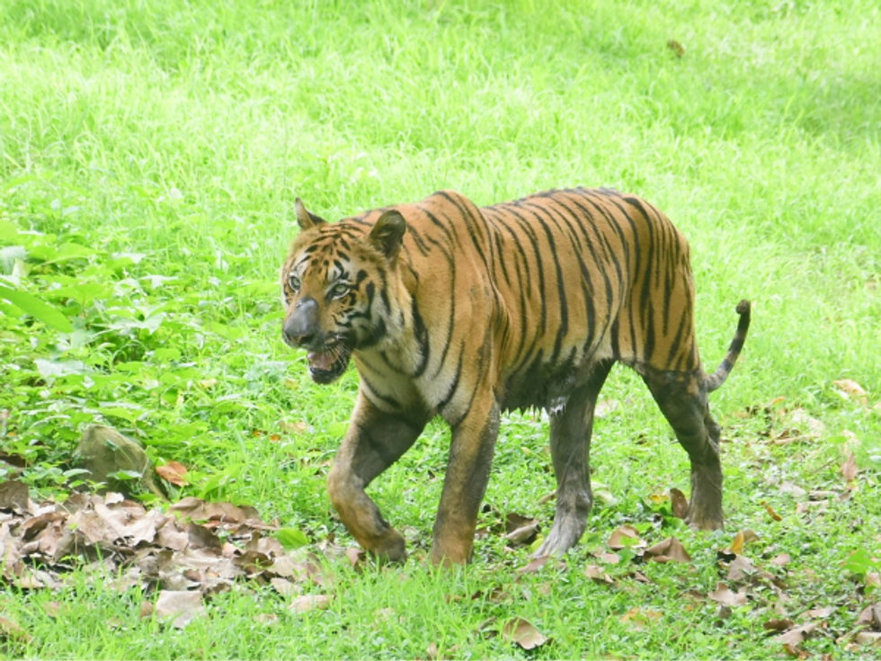 Forest officials shocked as adult tiger carcass found hanging from tree in Indian reserve