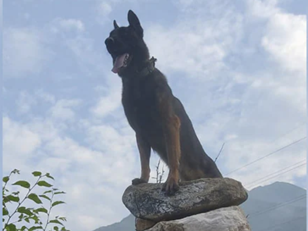 Zoom, the Indian Army dog which was critically injured while eliminating terrorists, dies
