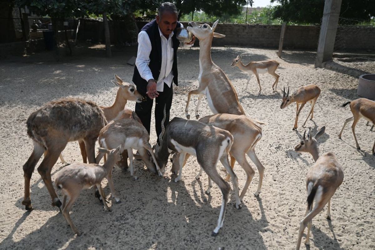 India's Bishnoi community