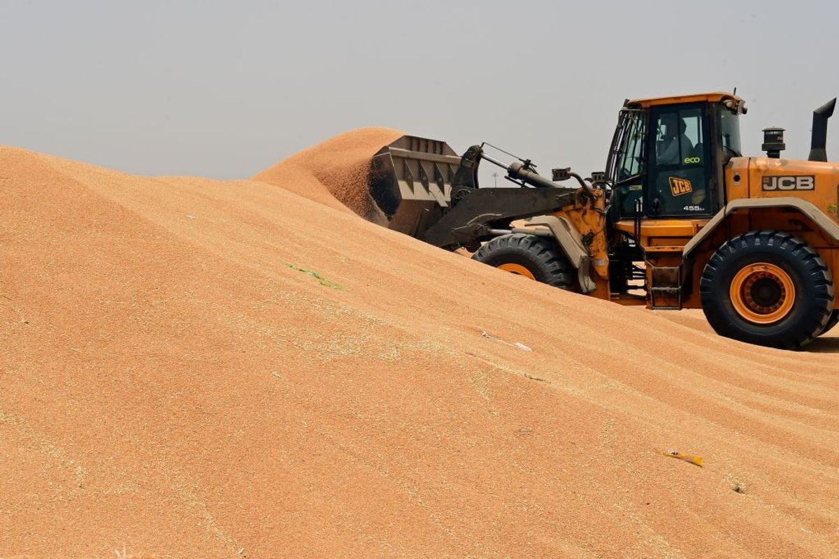 India wheat