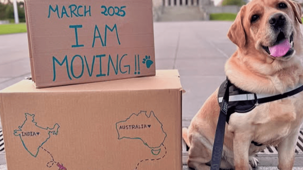 Indian couple Australia dog