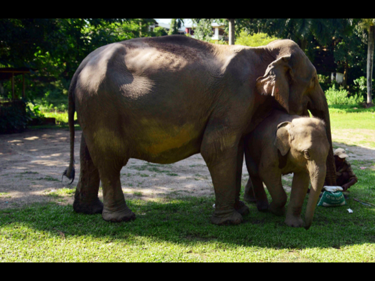 Indian elephant