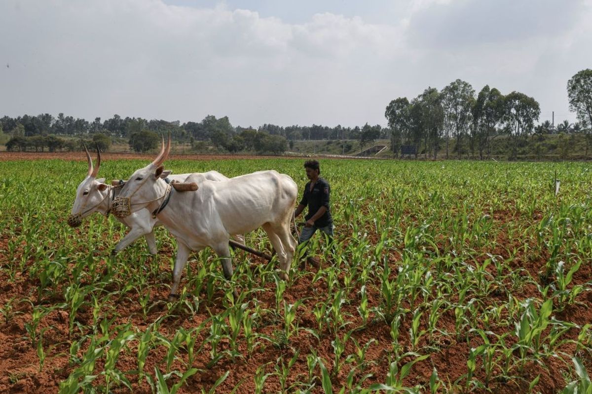 Indian farmer ploughs land