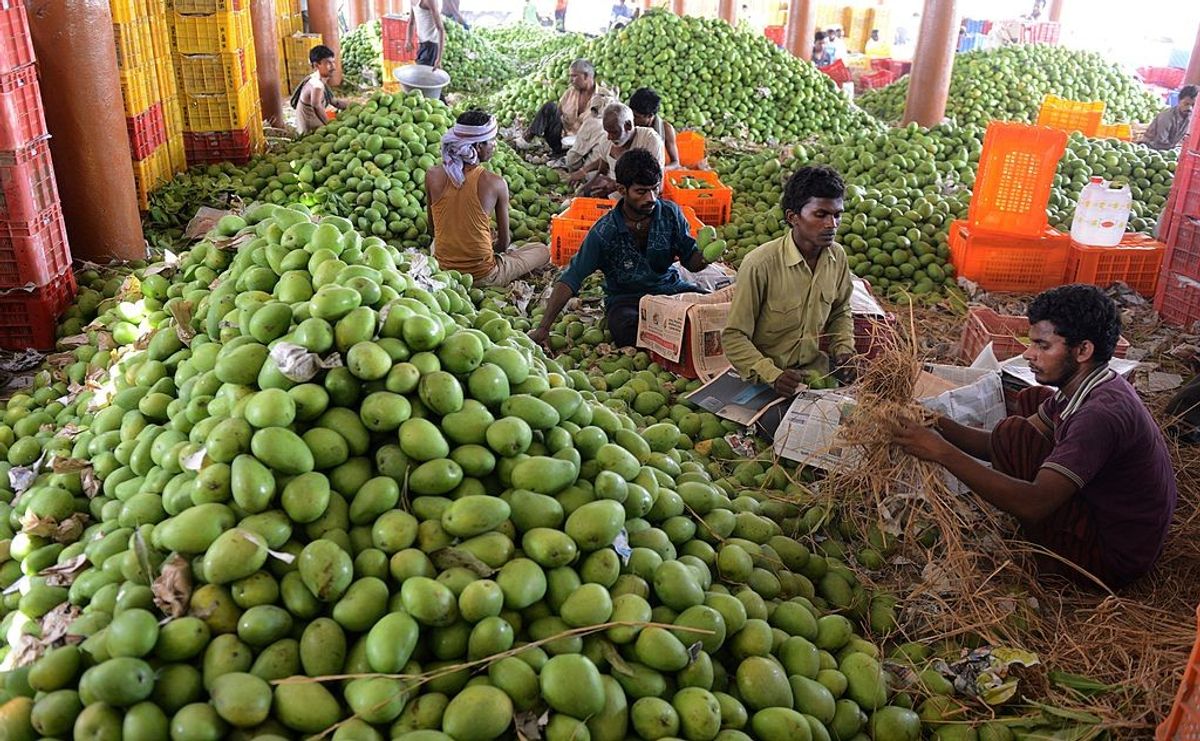 Indian mango export US