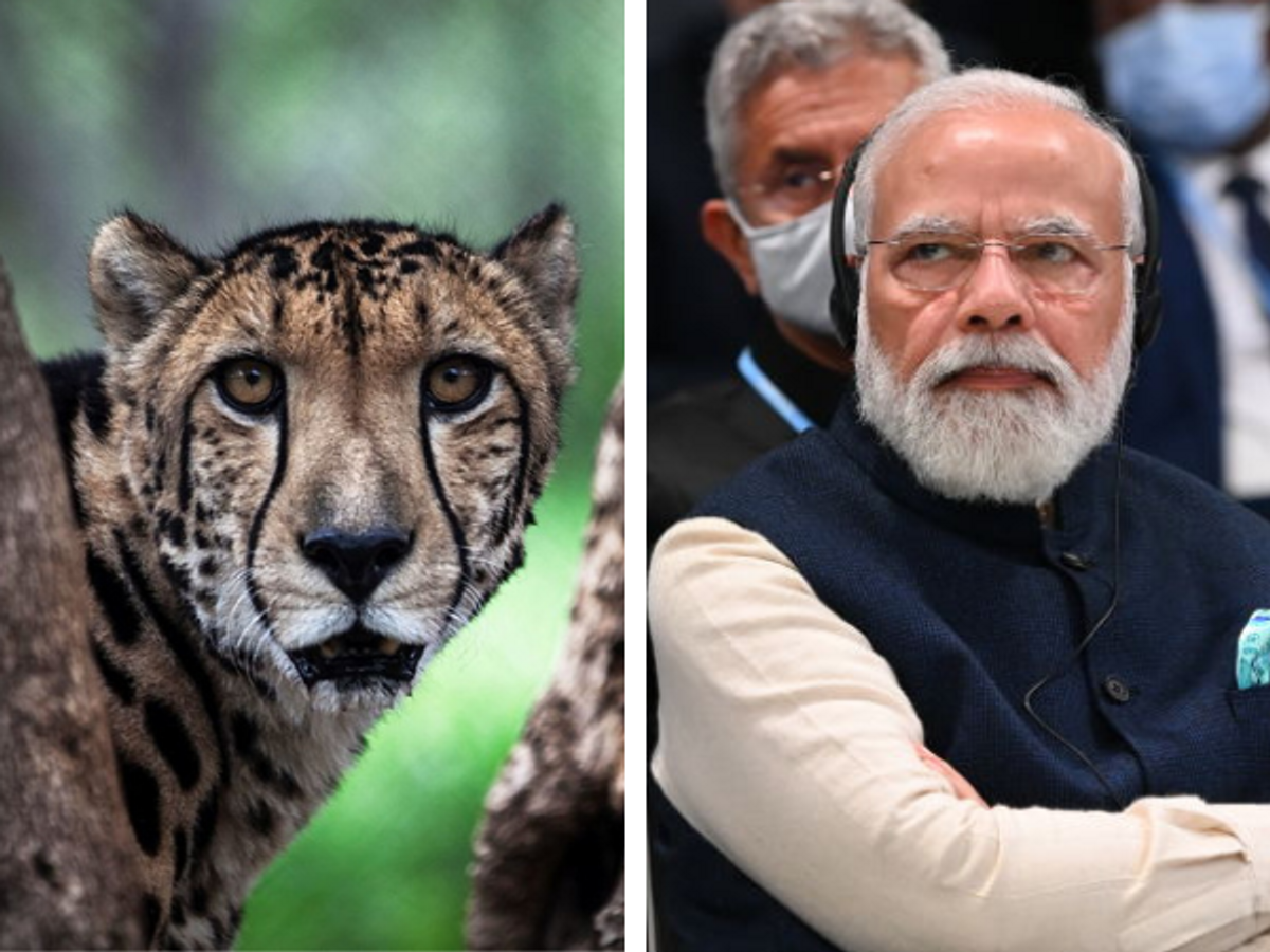 Indian PM Narendra Modi and a cheetah