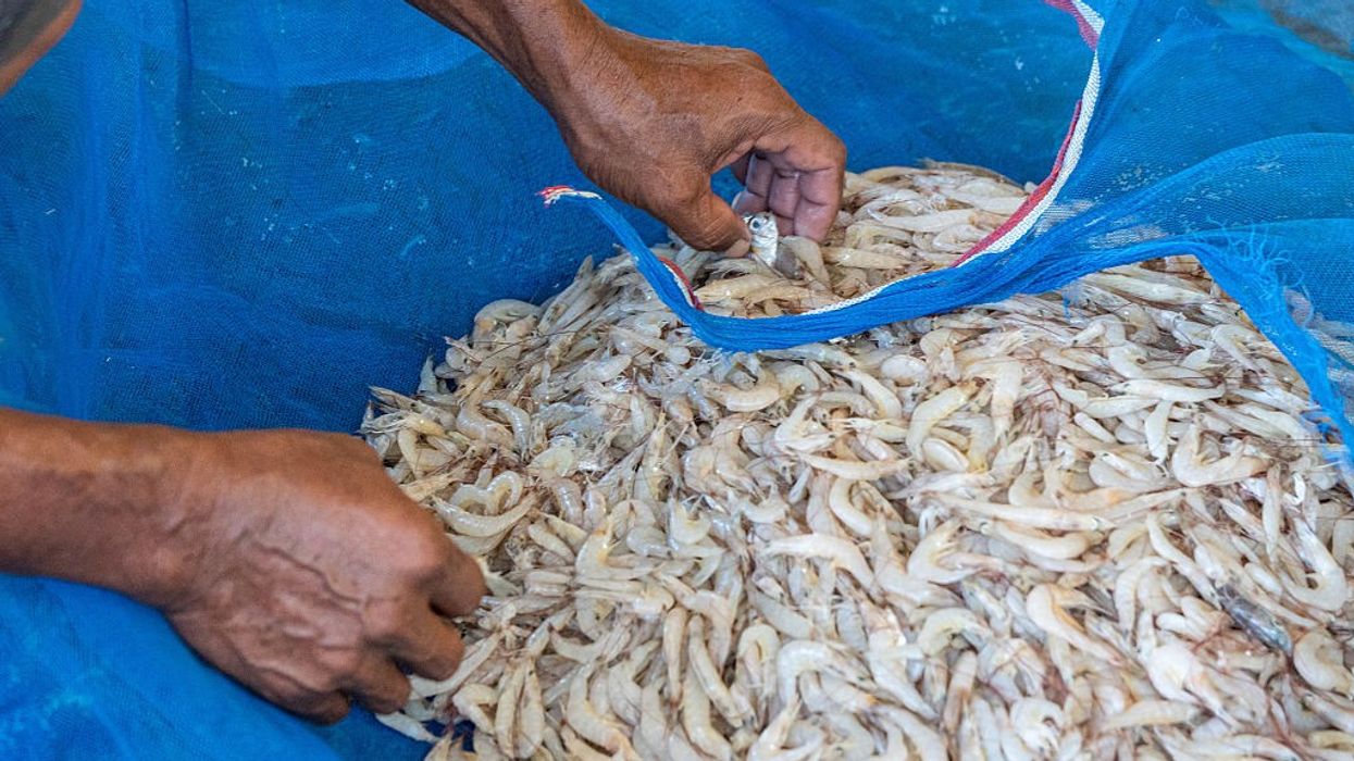 Indian Seafood Stocks Surge as China Halts Japanese Imports