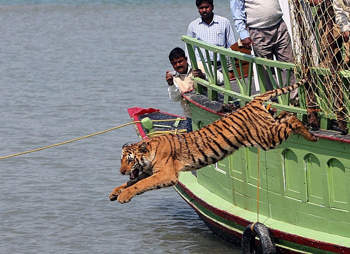 Indian tiger