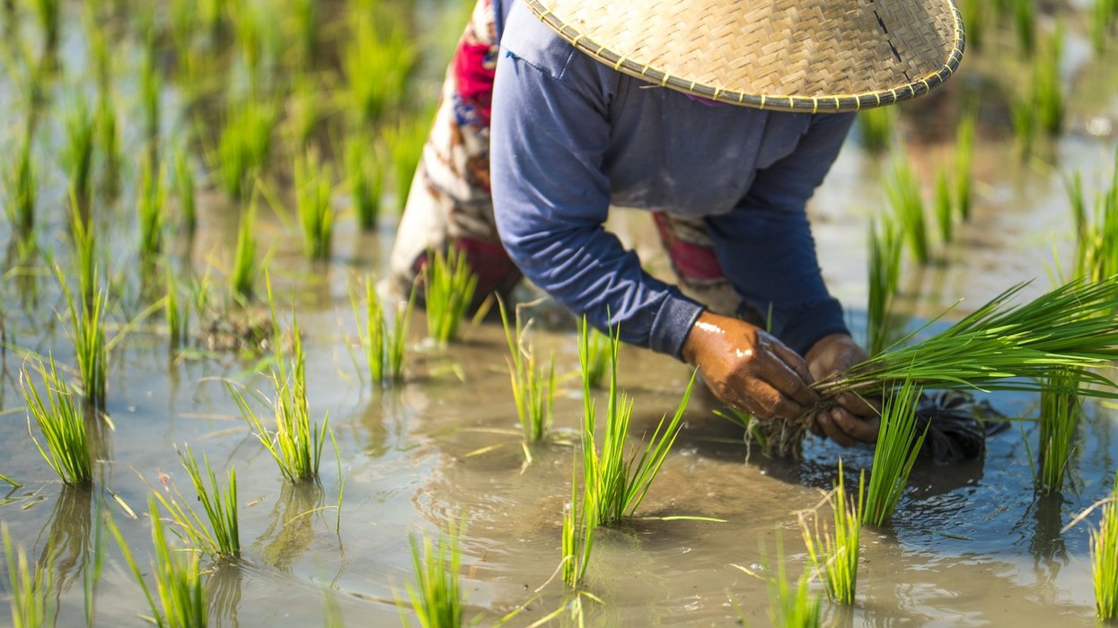 Rice farming emissions nearly doubled since the 1960s, now equal to 239 million cars, study finds