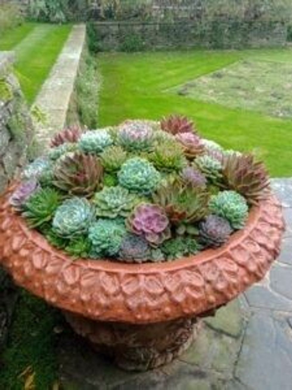 INSET EE visit to RHS Wisley display of succulents 18 October 2023