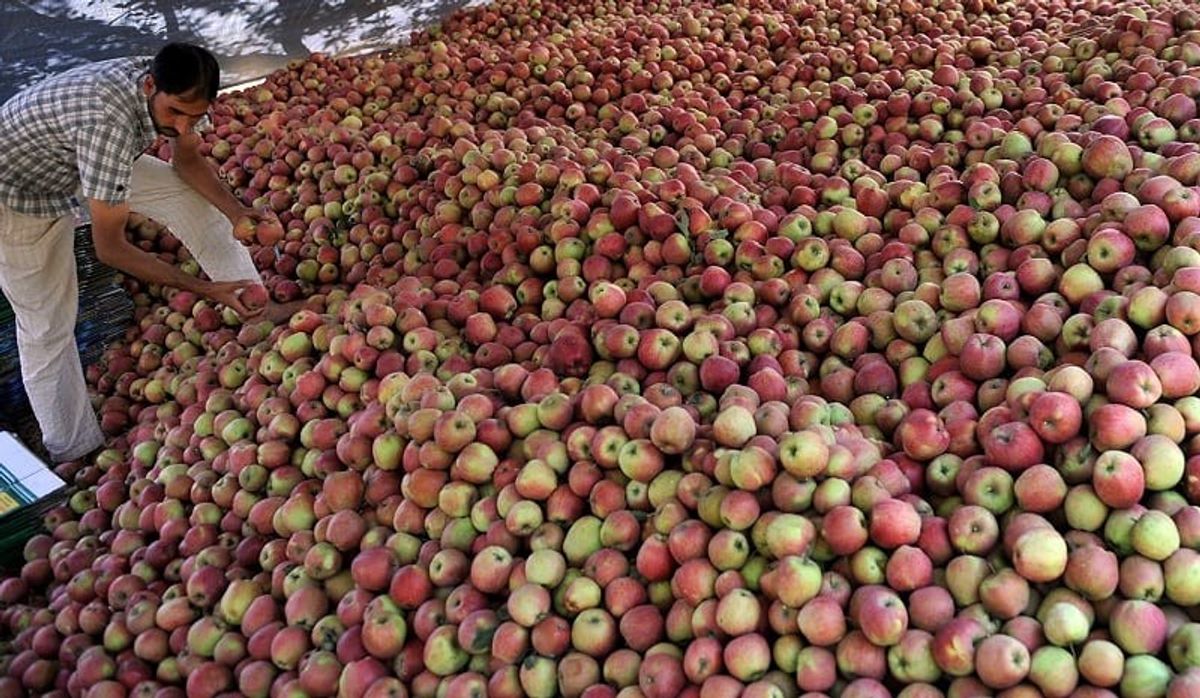 Apple Trade In Kashmir Picks Up