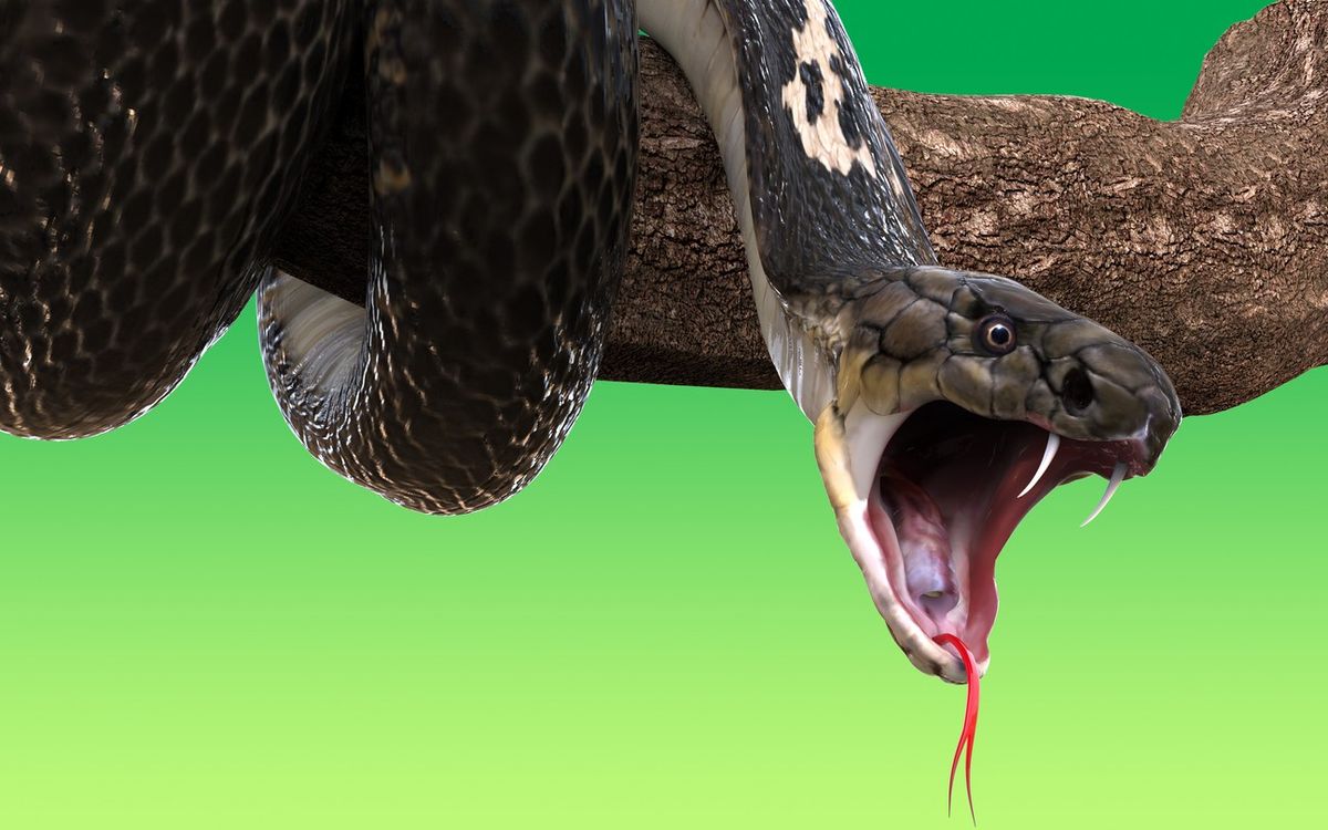 Social entrepreneur, blinded by cobra bite, to return to India