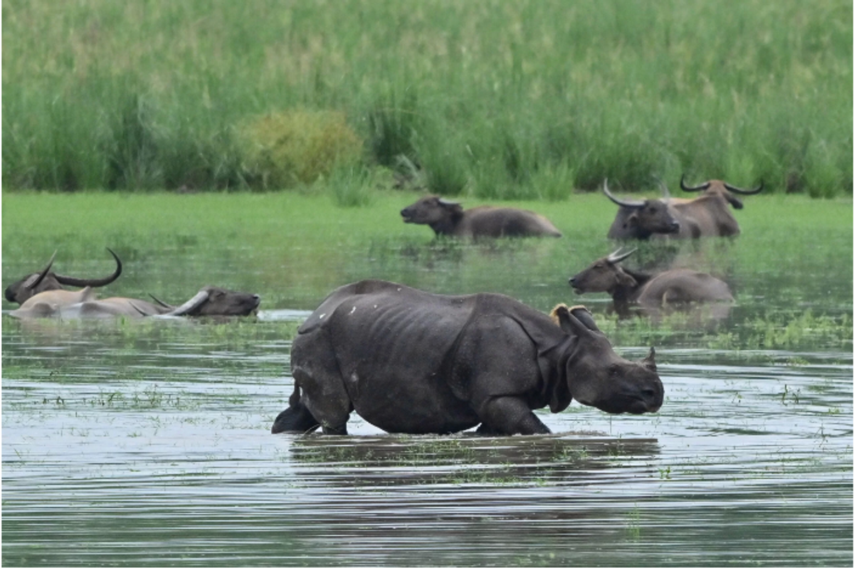 Floods ease in northeast India but leave scores dead & threaten wildlife