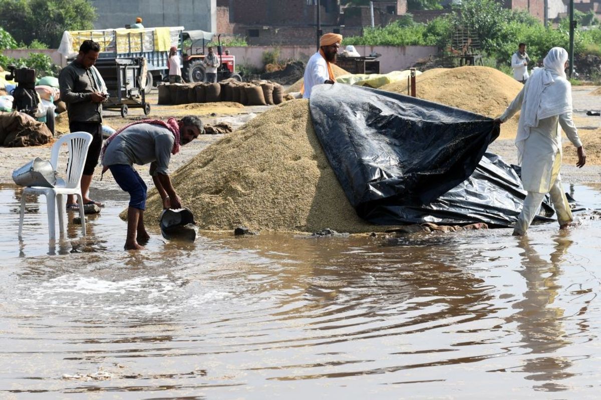 India produces largest rice crop in history