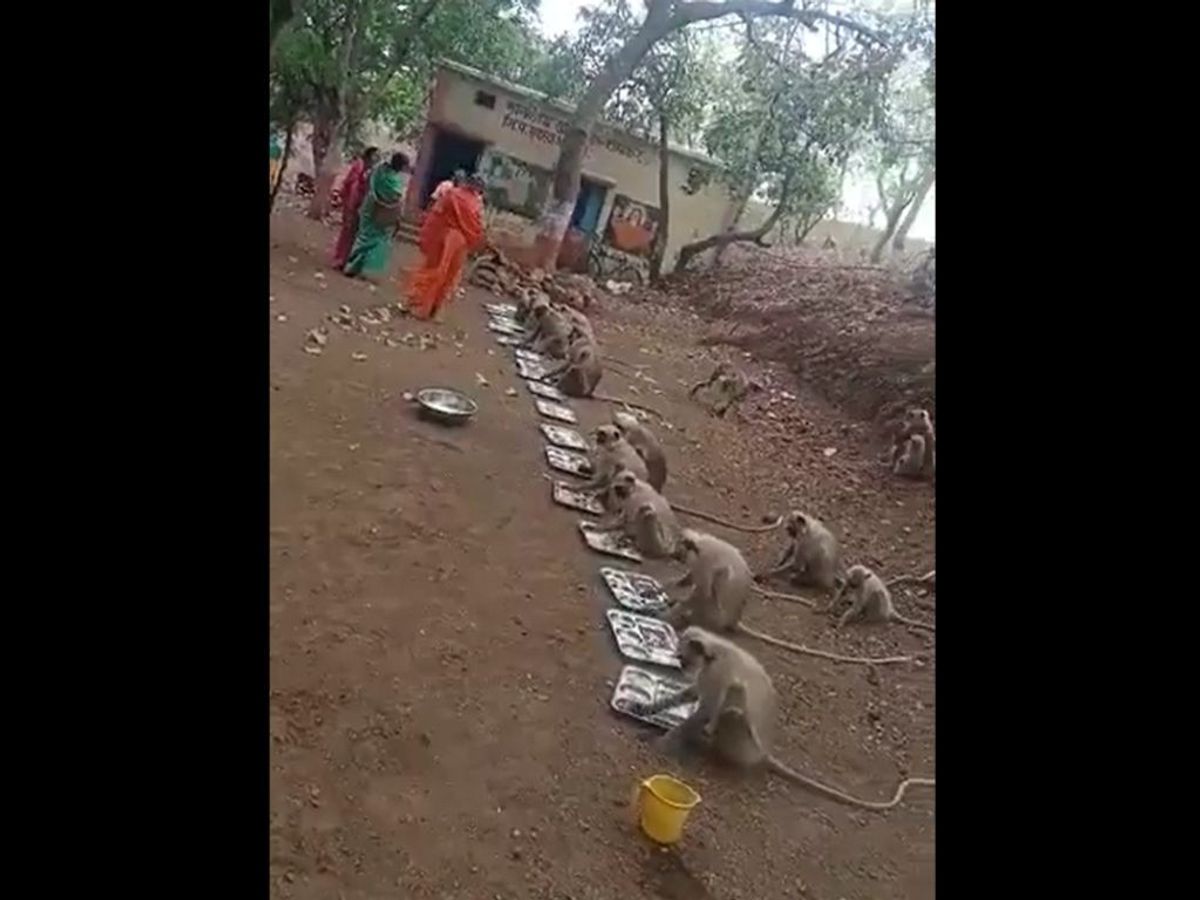 Langurs eat food by sitting in a queue at an ashram in the western Indian state of Maharashtra on the occasion of Hanuman Jayanti, which marks the birthday of Lord Hanuman, on April 8, 2023.