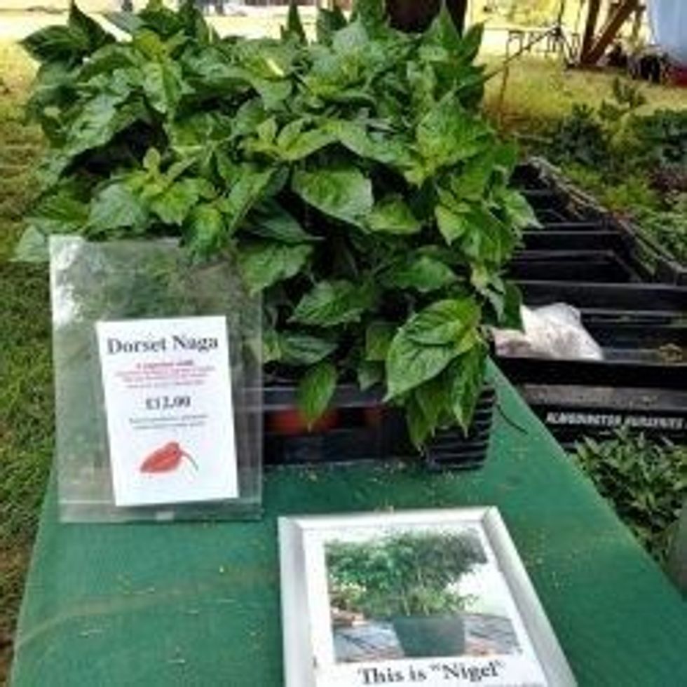 LEAD Dorset Naga chilli Hampton Court Palace Flower Show 2023 pic three