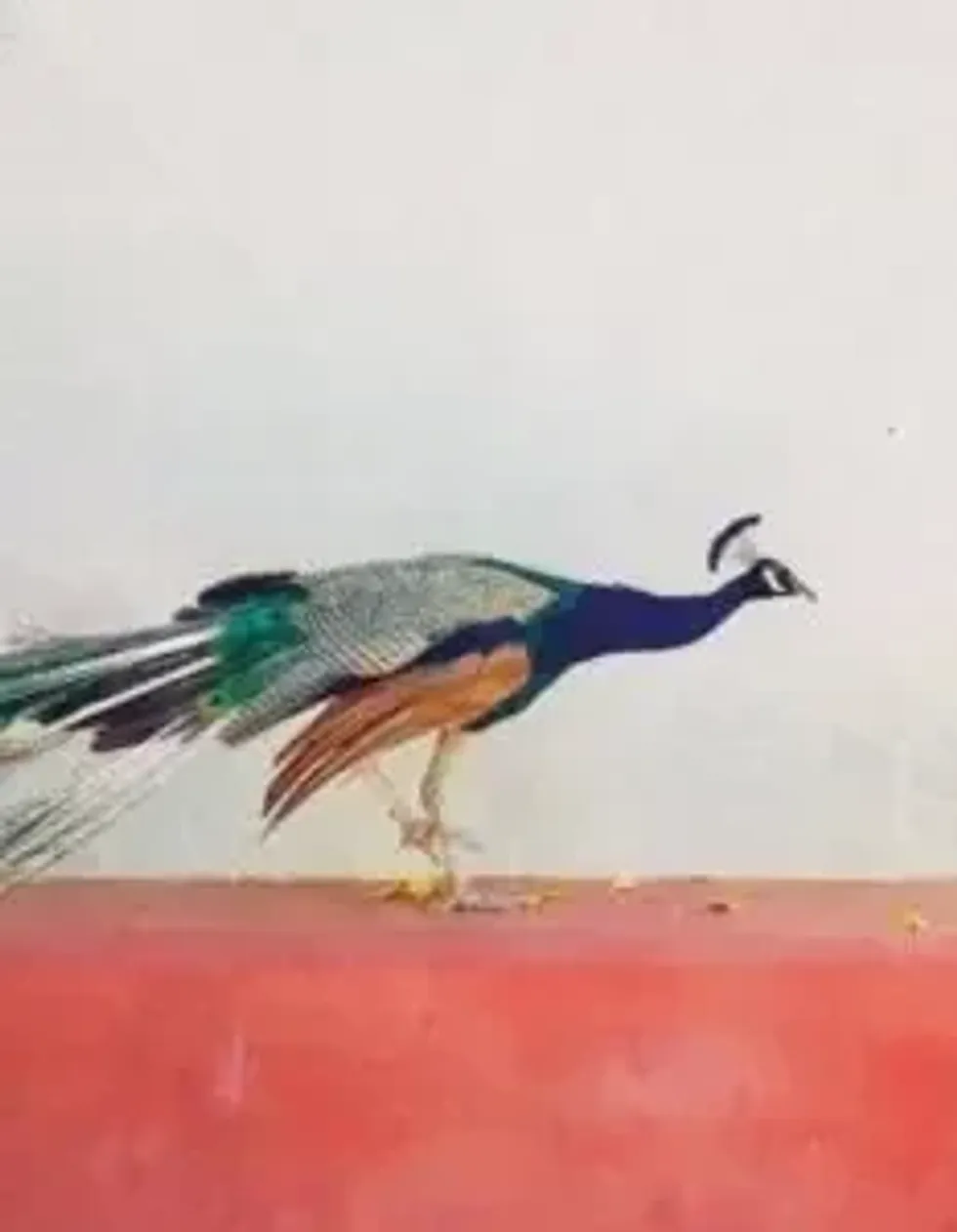 Lead inset travellers album 006512