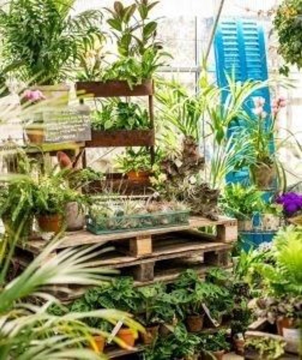 LEAD RHS indoor plants INSET 1