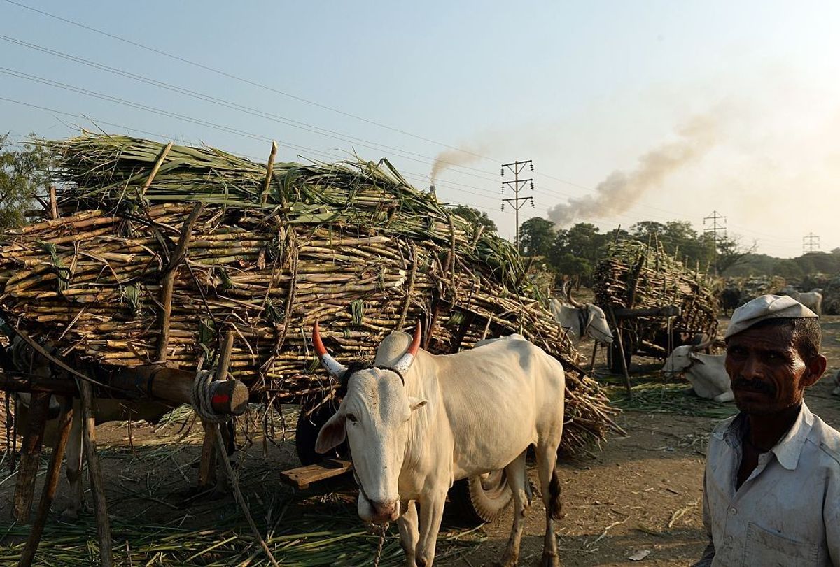 Maharashtra sugar production to become less than estimated
