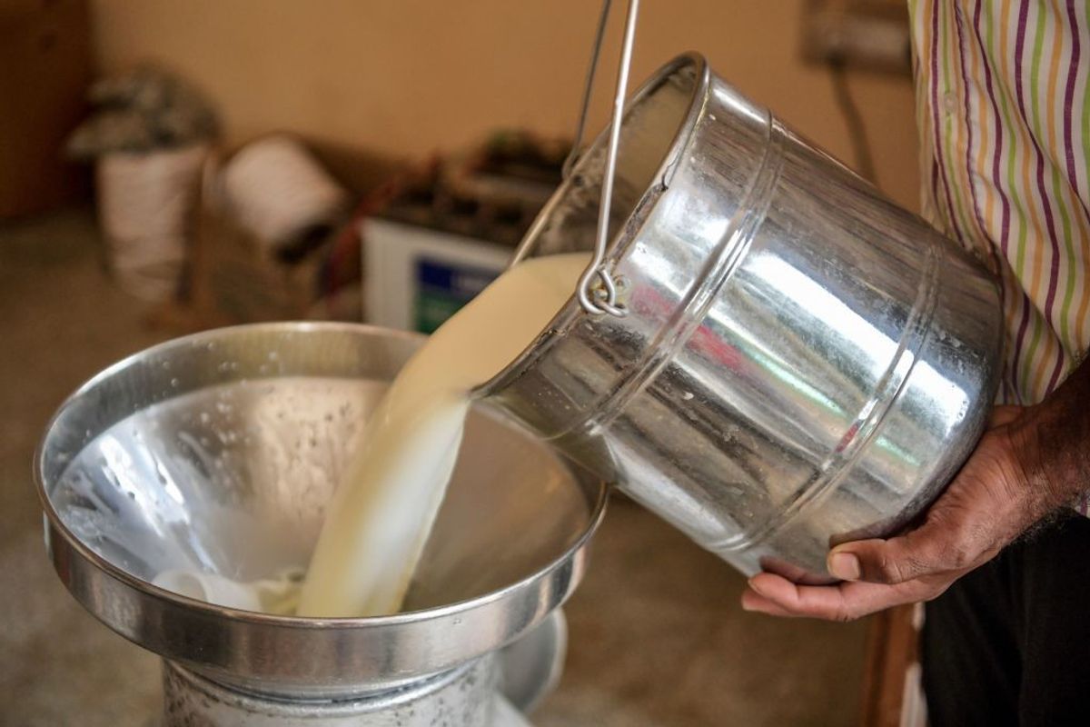 Milk production in India takes a hit