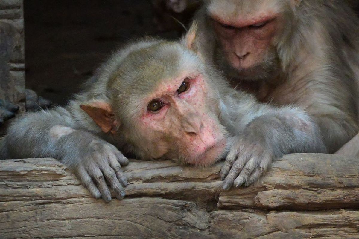 Marauding monkey caught, killed after injuring nearly 50 in Japan