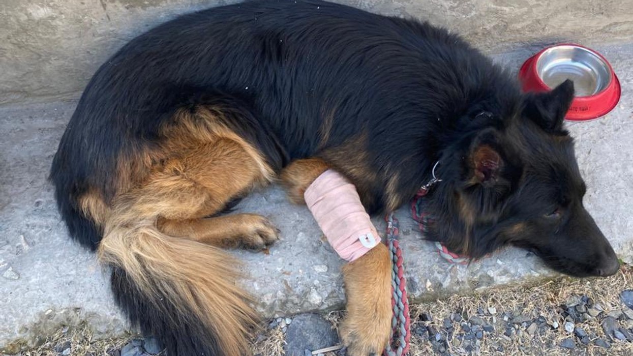 Wounded Indian military dog leads troops to terrorist hideout, gains popularity