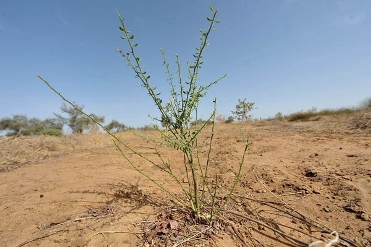 Synergise UN Conventions On Environmental Issues: India