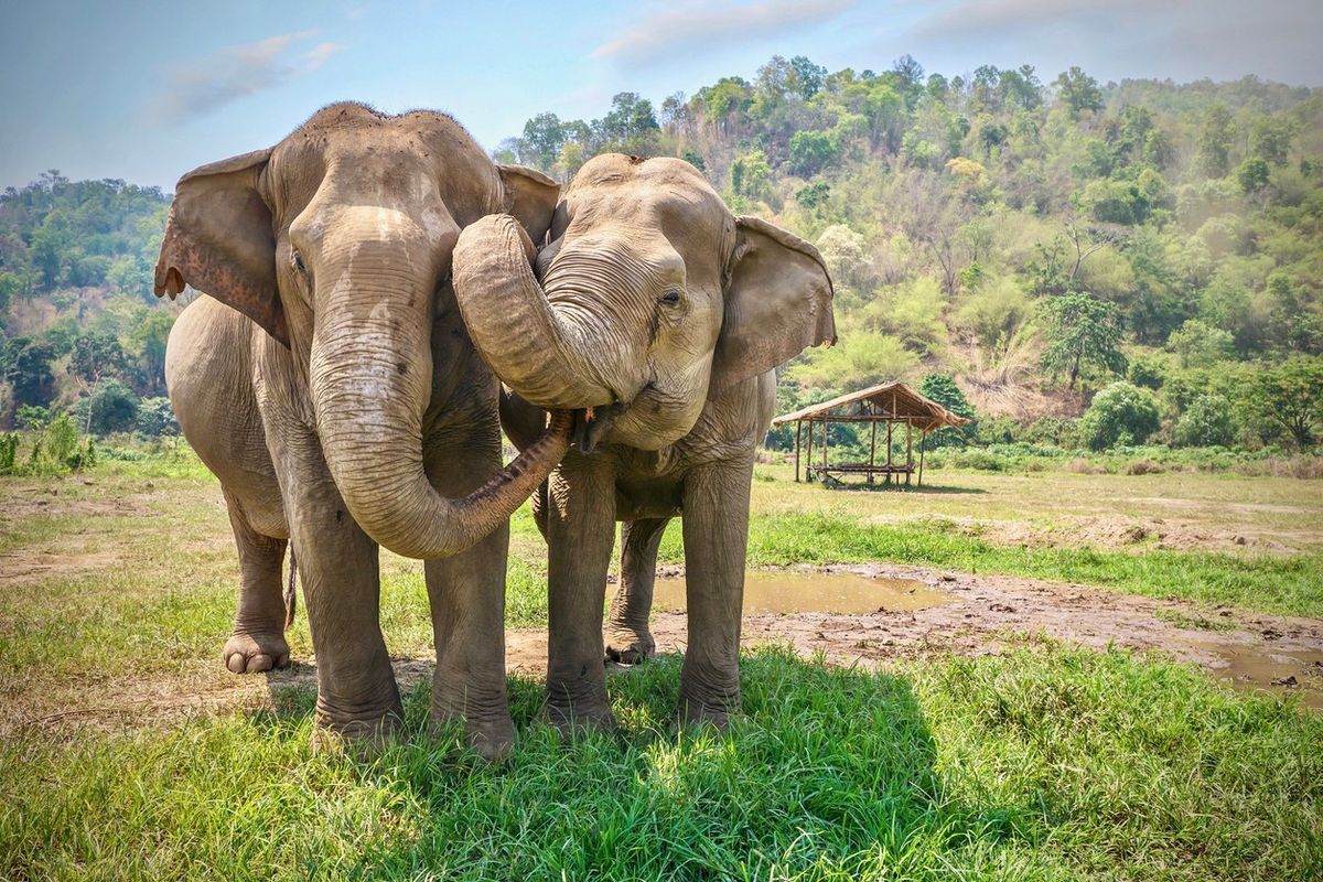 Bangladesh court steps in to save its wild elephants