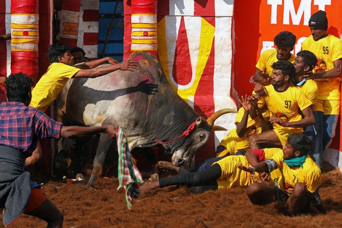Particopants try to tame a bull in a 'Jallikattu' arena in the southern Indian state of Tamil Nadu