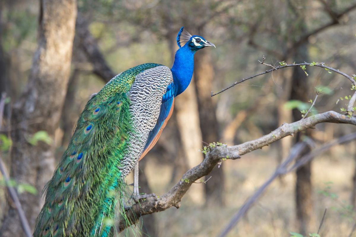 peacock-high-altitude