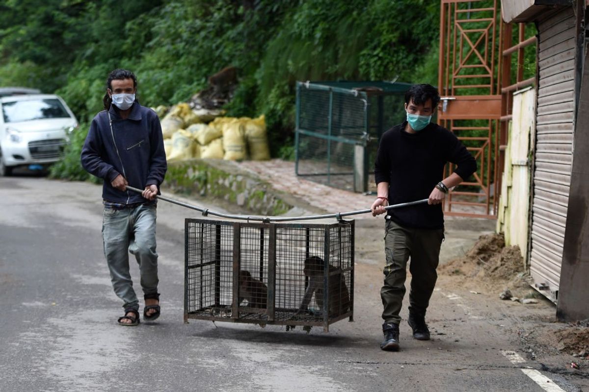 Marauding monkeys bring fear to tourist haven Shimla