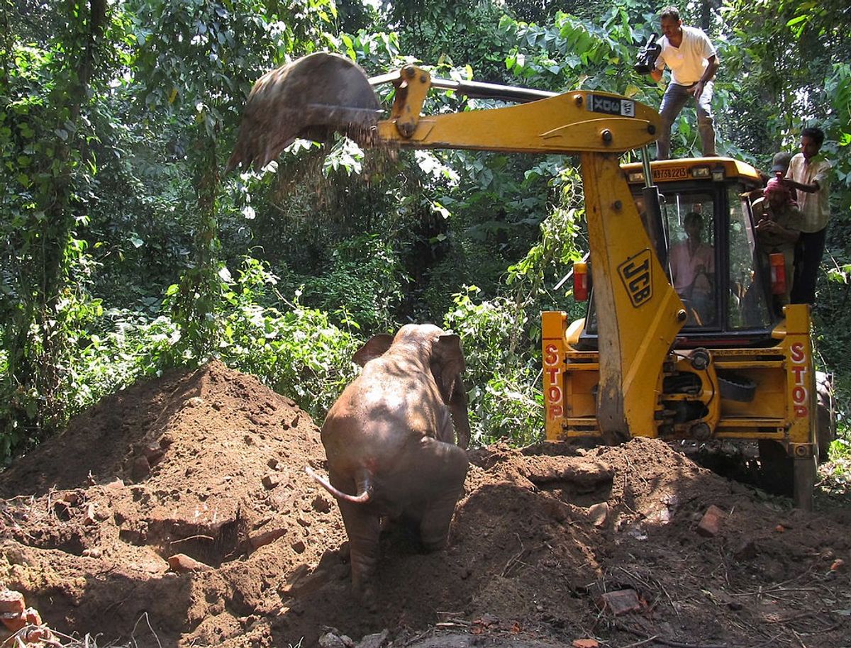 Indian officials rescue elephant that fell down a well