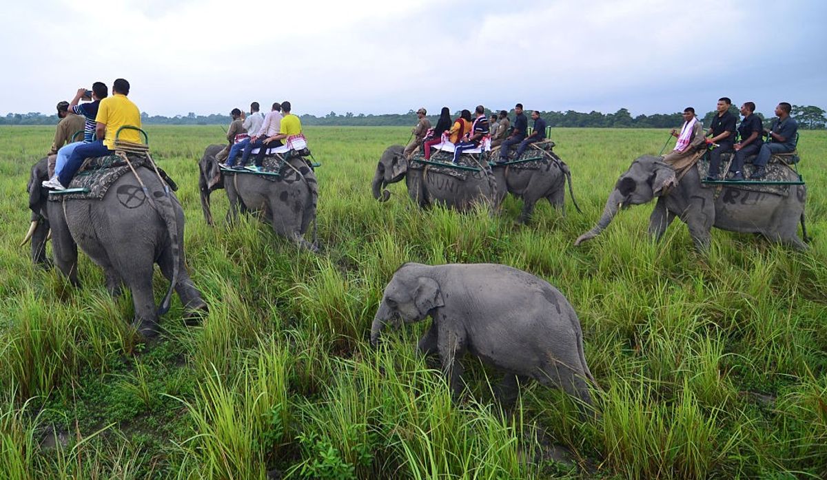 Kaziranga National Park resumes elephant safaris after COVID shutdown