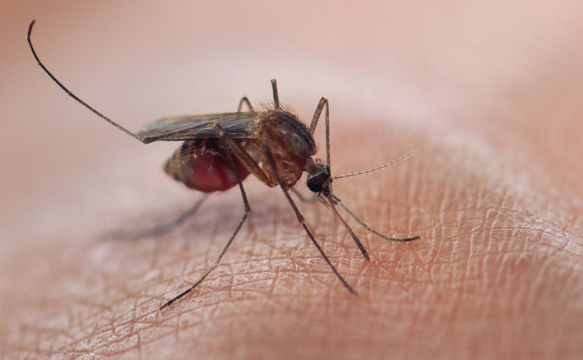 Travel-acquired malaria: UK health agency advises precaution