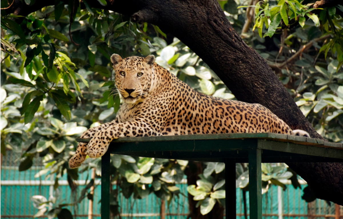 Leopard attacks in Mumbai suburbs leave residents in panic