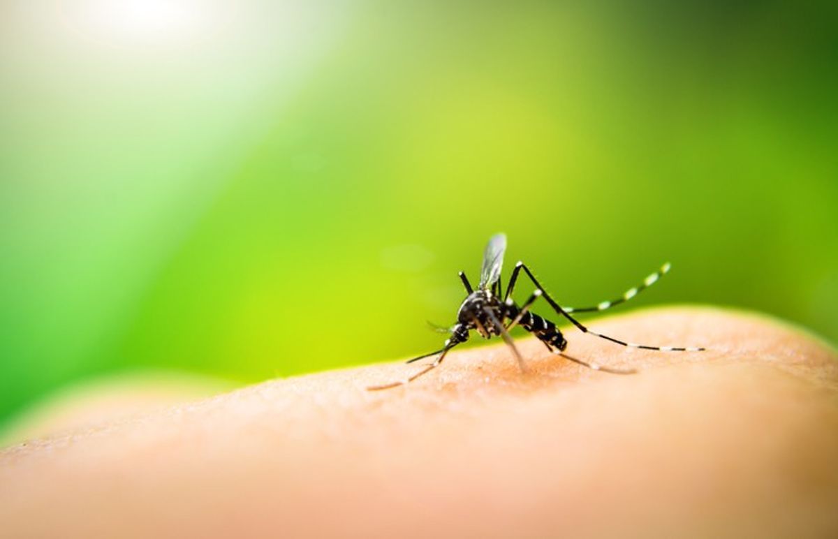 Trial using 'manipulated mosquitoes' shows sharp fall in Dengue fever cases