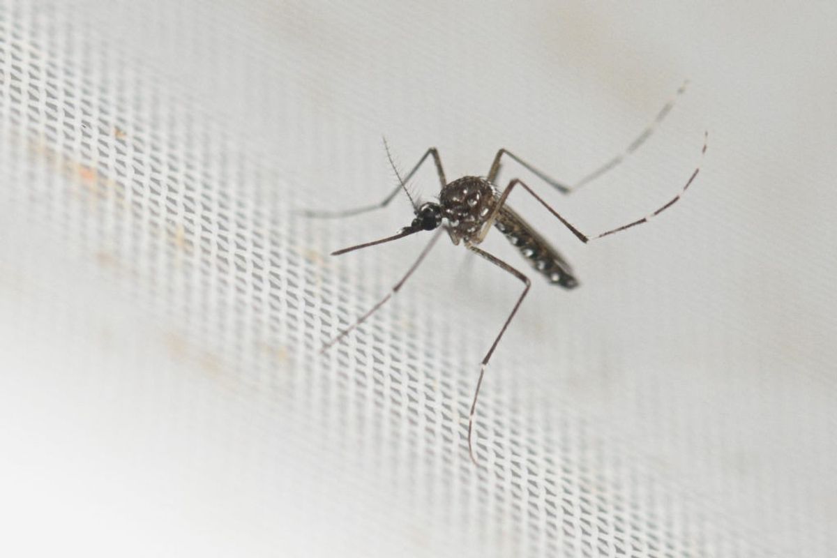 April 25 is World Malaria Day: Reckoning India's challenges & milestones