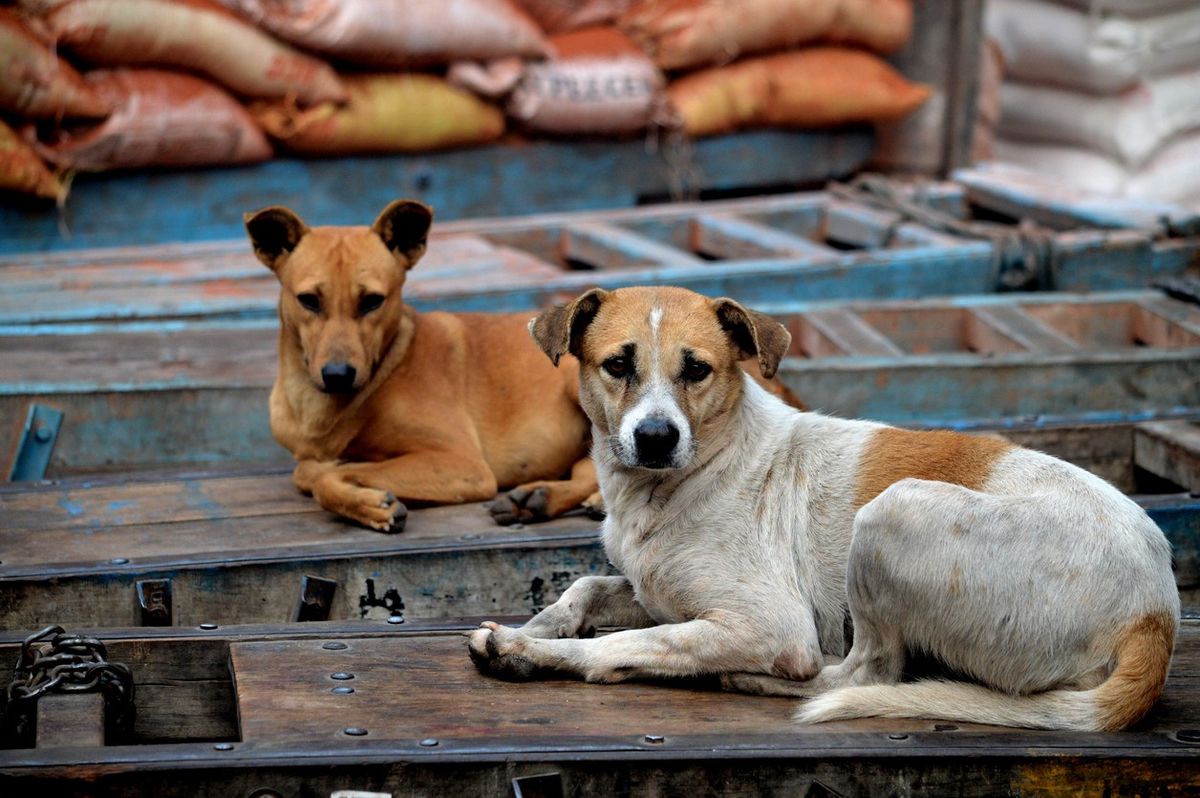Representational Image