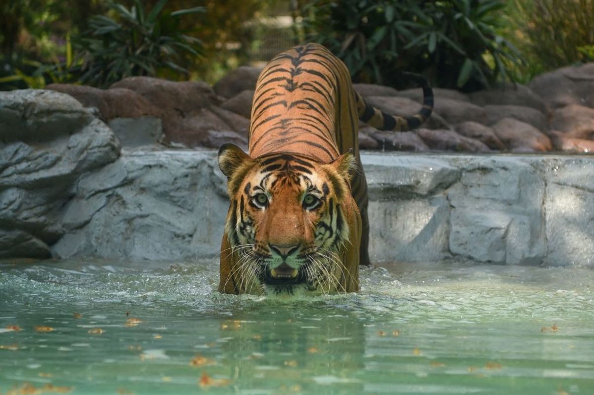 Representational Image